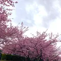 舘橋（静岡県賀茂郡河津町）の写真_671198