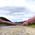 河津桜まつりの写真_671513