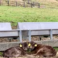 八丈富士牧野・ふれあい牧場の写真_672821