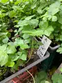 いそざきえんの写真_673093