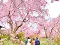 原谷苑の写真_681074