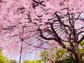 退蔵院の写真_681089