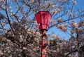 和歌山城の写真_68206