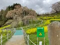 三春滝桜の写真_682191