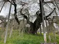 三春滝桜の写真_682192