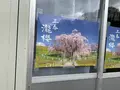 三春滝桜の写真_682194