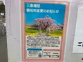 三春滝桜の写真_682196