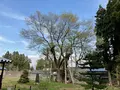 草岡の大明神ザクラの写真_682365