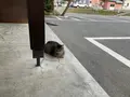 米沢牛亭ぐっどの写真_682369
