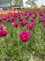 道の駅 新潟ふるさと村の写真_682447