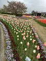 道の駅 新潟ふるさと村の写真_682451