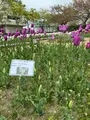 道の駅 新潟ふるさと村の写真_682453