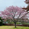 トラピスチヌ修道院の写真_684257