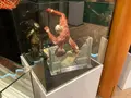 進撃の巨人 in HITA ミュージアムの写真_684676