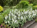 くじゅう花公園の写真_684922