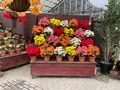くじゅう花公園の写真_684930