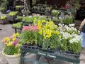 くじゅう花公園の写真_684933