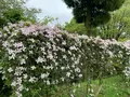 くじゅう花公園の写真_684934