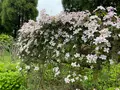 くじゅう花公園の写真_684935