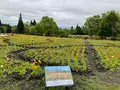 くじゅう花公園の写真_684938