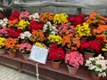 くじゅう花公園の写真_684942
