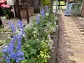 くじゅう花公園の写真_684945