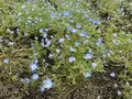 くじゅう花公園の写真_684947