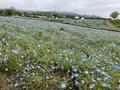 くじゅう花公園の写真_684948