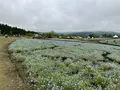 くじゅう花公園の写真_684949