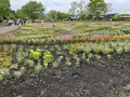 くじゅう花公園の写真_684955