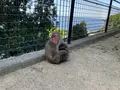 高崎山自然動物園の写真_684973