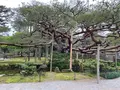 兼六園の写真_691042