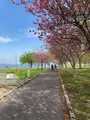 鶴の舞橋の写真_692869