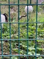 丹頂鶴自然公園の写真_692873