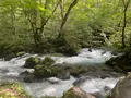 奥入瀬渓流　　の写真_698815