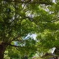 安房神社の写真_701746