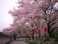 龍野城の写真_70351