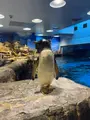 下関市立しものせき水族館・海響館の写真_703552