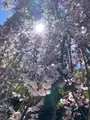 元町公園の写真_704258