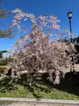 元町公園の写真_704260