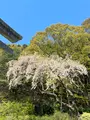 函館八幡宮の写真_704315