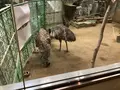天王寺動物園の写真_706774