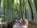 嵯峨野 竹林の道の写真_708500