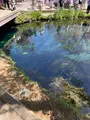 涌池の写真_708887
