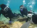 式根島マリンの写真_714613
