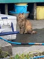 中村屋の写真_714619