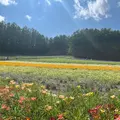 ファーム富田の写真_715140