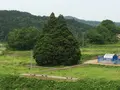 小杉の大杉（トトロの木）の写真_71696