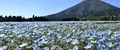 花の駅 生駒高原の写真_721037