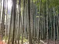 報国寺（竹寺）の写真_724517